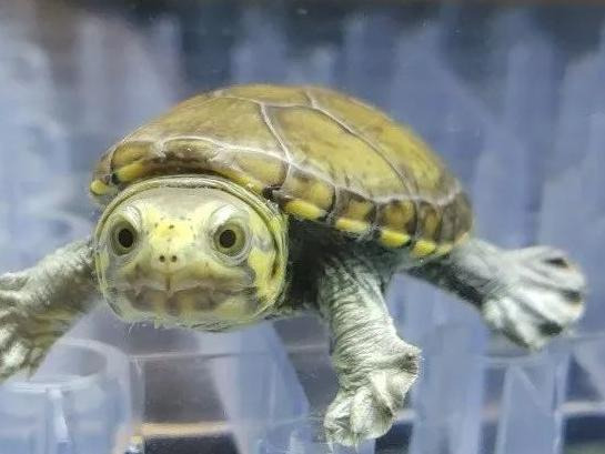 2022年北京奥运会吉祥物怎么画