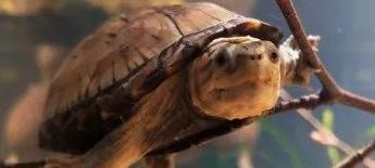 2022年北京奥运会吉祥物怎么画