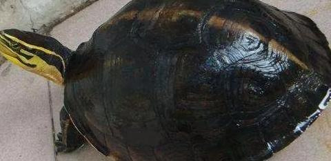 2022年北京奥运会吉祥物怎么画