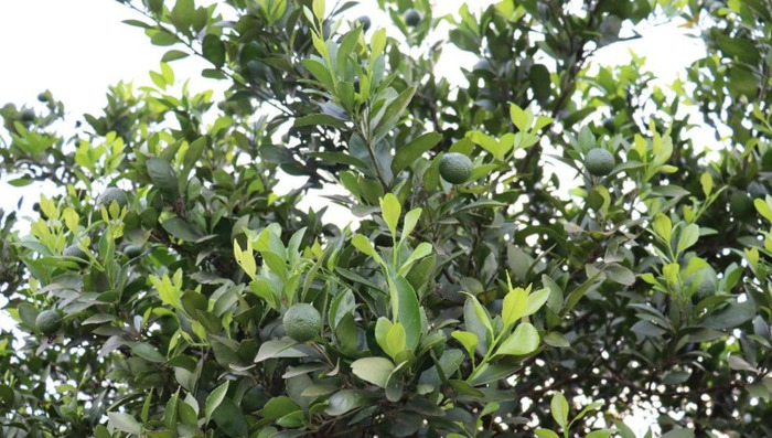 张家界凤凰古城旅游攻略自由行【长沙到凤凰古城旅游攻略自由行】