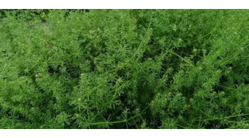 风雨过后就是彩虹下一句怎么说【风雨过后见彩虹前一句是什么】