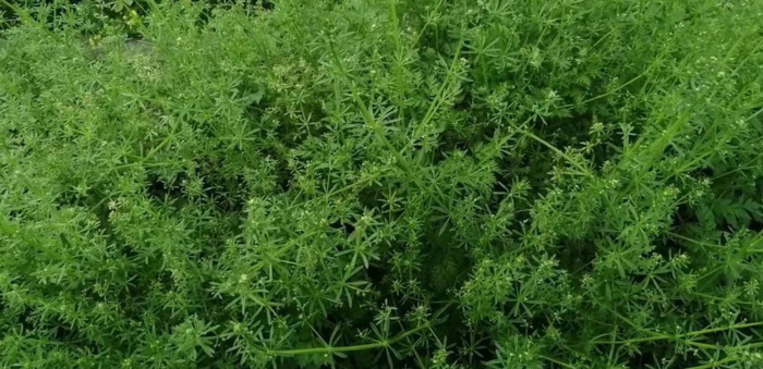 风雨过后就是彩虹下一句怎么说【风雨过后见彩虹前一句是什么】