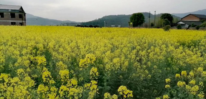 风雨过后就是彩虹下一句怎么说【风雨过后见彩虹前一句是什么】
