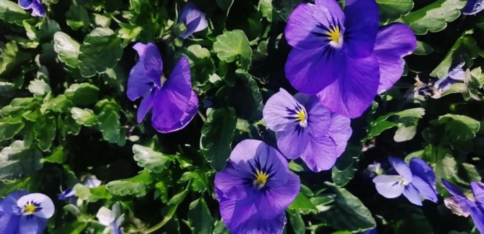 风雨过后就是彩虹下一句怎么说【风雨过后见彩虹前一句是什么】