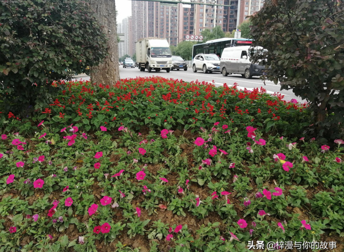 风雨过后就是彩虹下一句怎么说【风雨过后见彩虹前一句是什么】