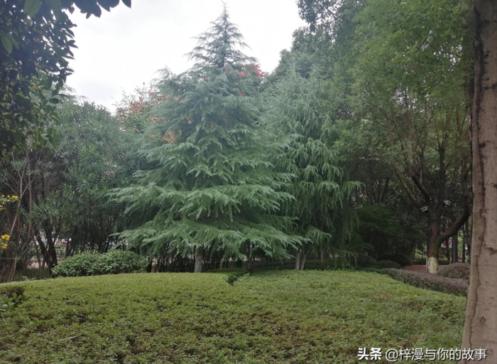 风雨过后就是彩虹下一句怎么说【风雨过后见彩虹前一句是什么】