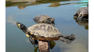 乌龟眼睛睁不开多久能治好【乌龟睁不开眼睛怎么办】