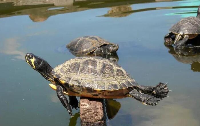 乌龟眼睛睁不开多久能治好【乌龟睁不开眼睛怎么办】