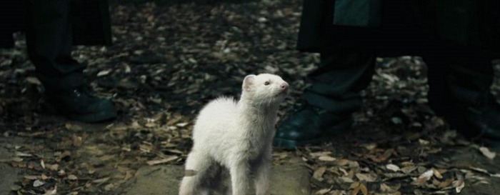 德拉科为什么讨厌赫敏【德拉科与赫敏】