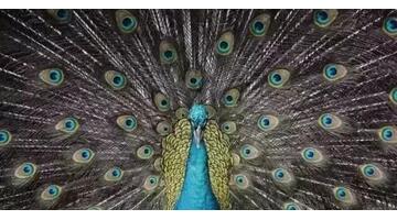 对称构图的作用【对称构图法要讲究完全对称】