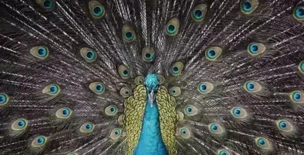 对称构图的作用【对称构图法要讲究完全对称】