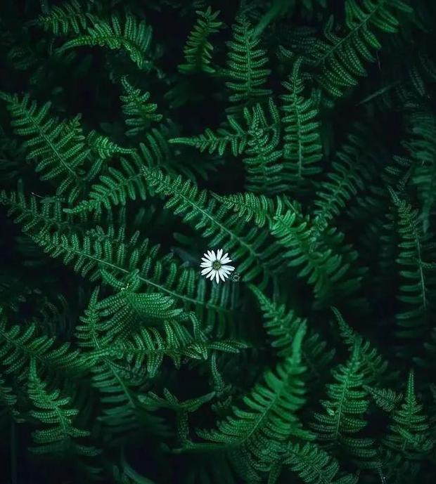 对称构图的作用【对称构图法要讲究完全对称】