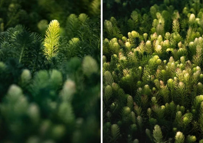 对称构图的作用【对称构图法要讲究完全对称】