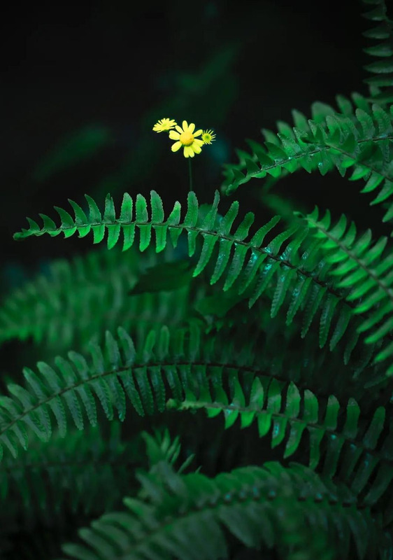 对称构图的作用【对称构图法要讲究完全对称】