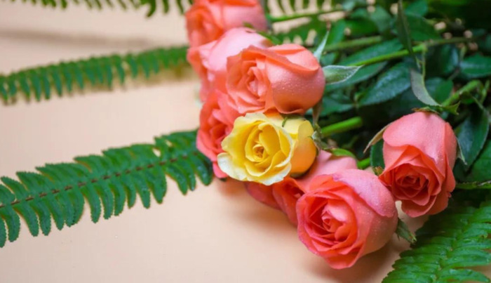 赞美花的唯美句子 玫瑰【赞美花的优美句子】