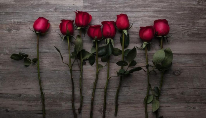 赞美花的唯美句子 玫瑰【赞美花的优美句子】