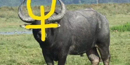 口加牛念什么【口牛怎么读】