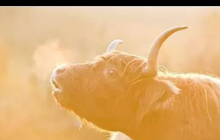 口加牛念什么【口牛怎么读】