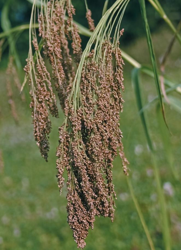 稻麦黍稷菽怎么读百谷之长【稻麦黍稷菽怎么读禾字旁加术读什么】