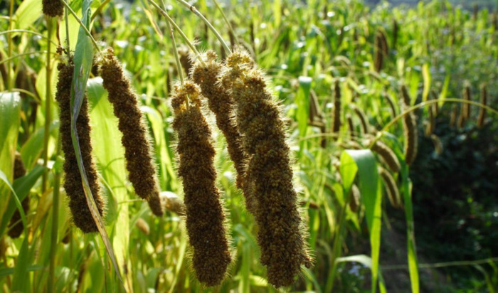 稻麦黍稷菽怎么读百谷之长【稻麦黍稷菽怎么读禾字旁加术读什么】