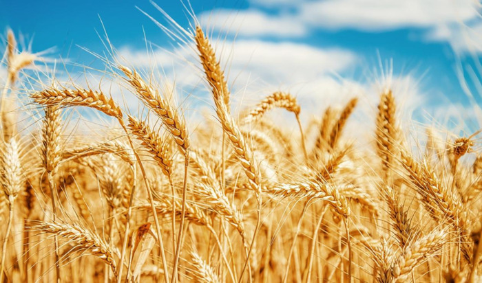 稻麦黍稷菽怎么读百谷之长【稻麦黍稷菽怎么读禾字旁加术读什么】