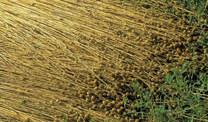 稻麦黍稷菽怎么读百谷之长【稻麦黍稷菽怎么读禾字旁加术读什么】