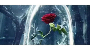 美女与野兽的故事告诉我们什么道理【美女与野兽的童话故事】