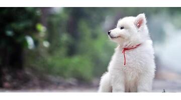 朋友圈发狗狗的文案【善待狗狗的文案】