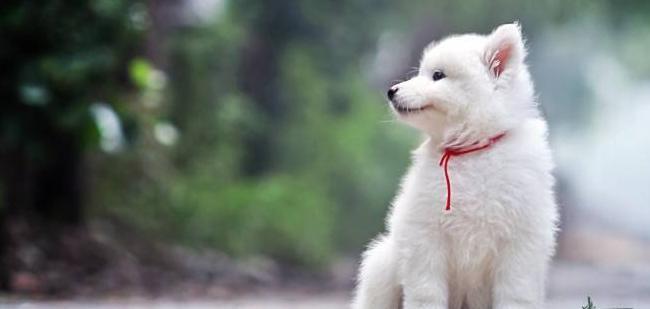 朋友圈发狗狗的文案【善待狗狗的文案】