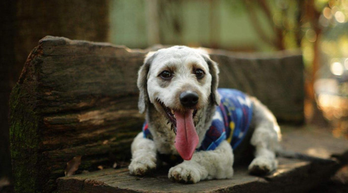 朋友圈发狗狗的文案【善待狗狗的文案】