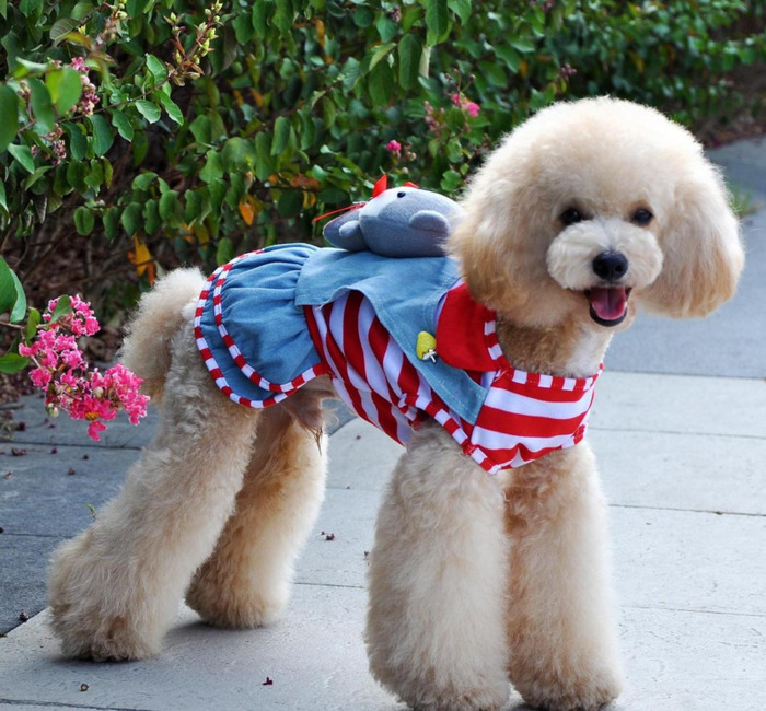 朋友圈发狗狗的文案【善待狗狗的文案】