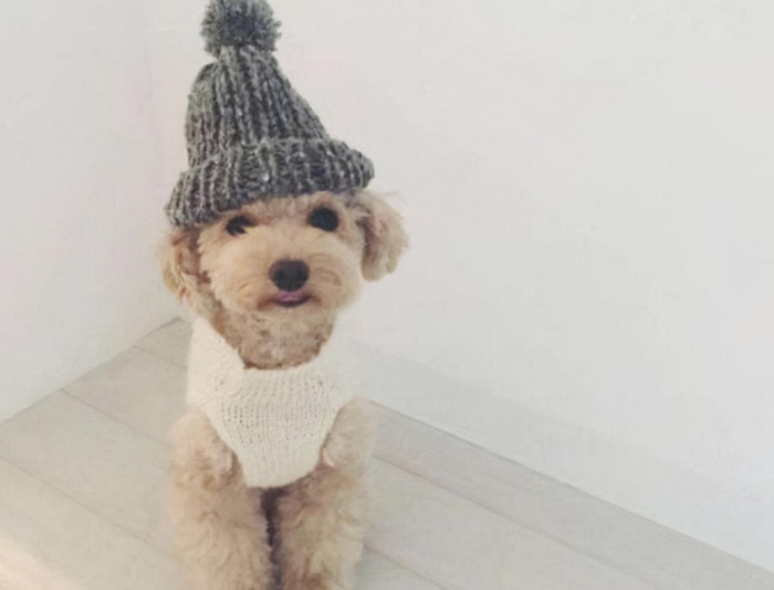 朋友圈发狗狗的文案【善待狗狗的文案】