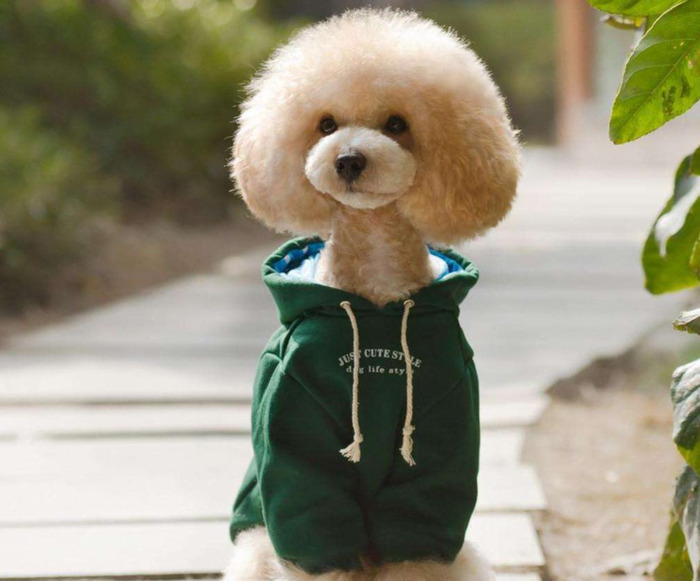 朋友圈发狗狗的文案【善待狗狗的文案】