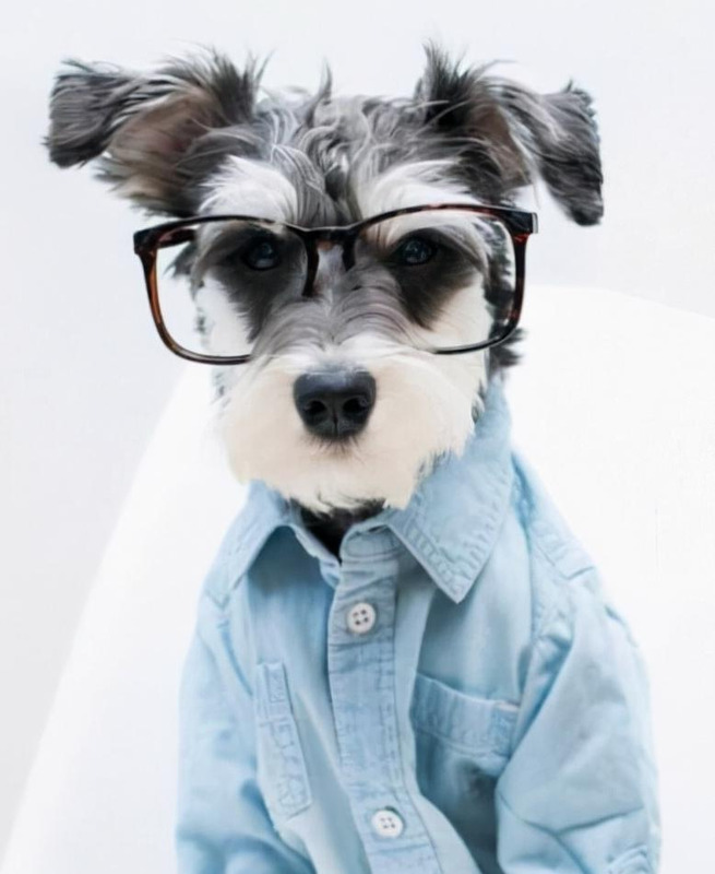 朋友圈发狗狗的文案【善待狗狗的文案】