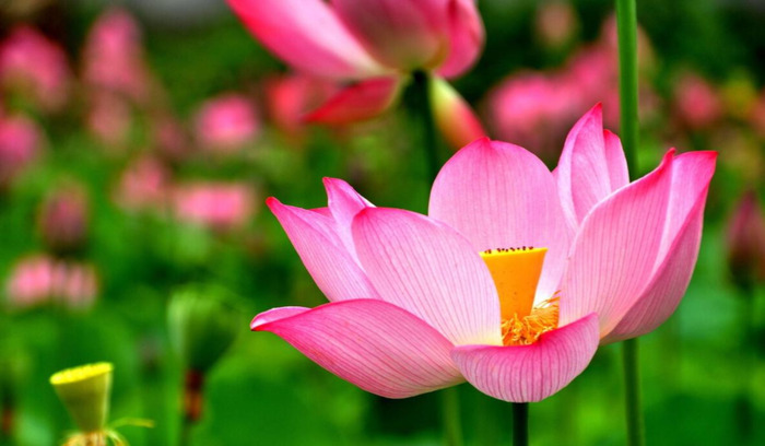 泽水困卦化解方法【泽水困卦事业】