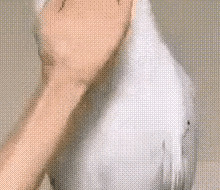 买新车幽默发朋友圈图片【买新车幽默发朋友圈文案】