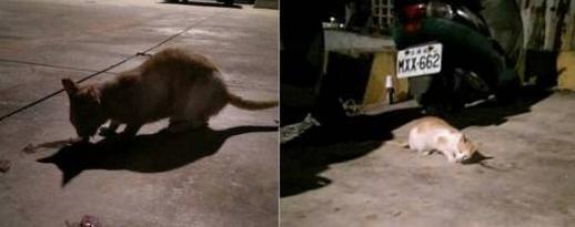 乱扔垃圾的危害【乱扔垃圾的小猫故事】