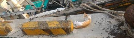 乱扔垃圾的危害【乱扔垃圾的小猫故事】