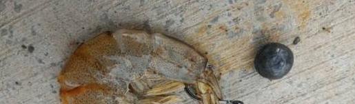 乱扔垃圾的危害【乱扔垃圾的小猫故事】