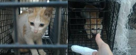 乱扔垃圾的危害【乱扔垃圾的小猫故事】