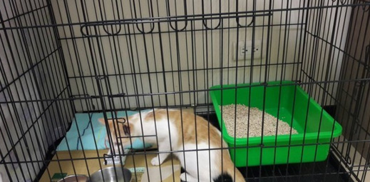 乱扔垃圾的危害【乱扔垃圾的小猫故事】