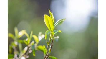 关于春茶的唯美句子【描写春茶的优美短句】