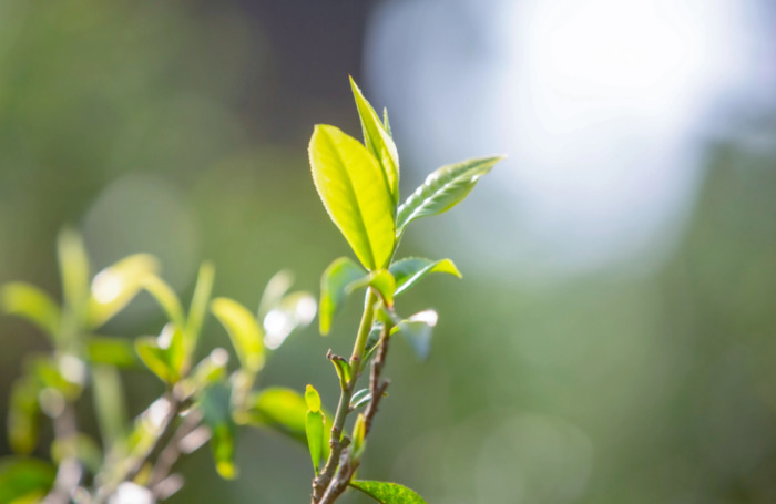 关于春茶的唯美句子【描写春茶的优美短句】