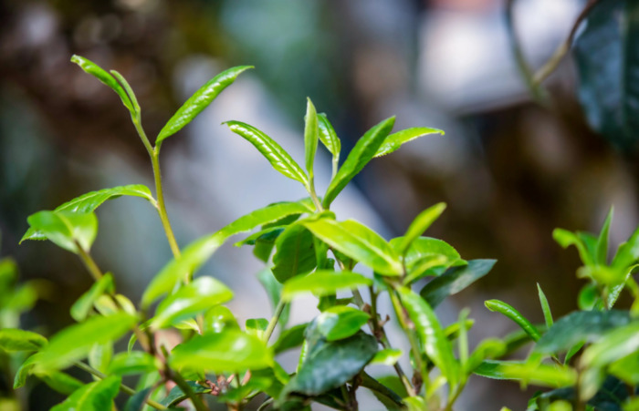 关于春茶的唯美句子【描写春茶的优美短句】