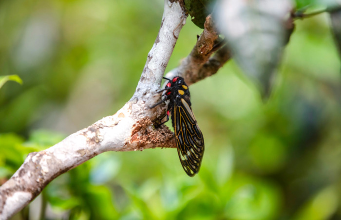 关于春茶的唯美句子【描写春茶的优美短句】
