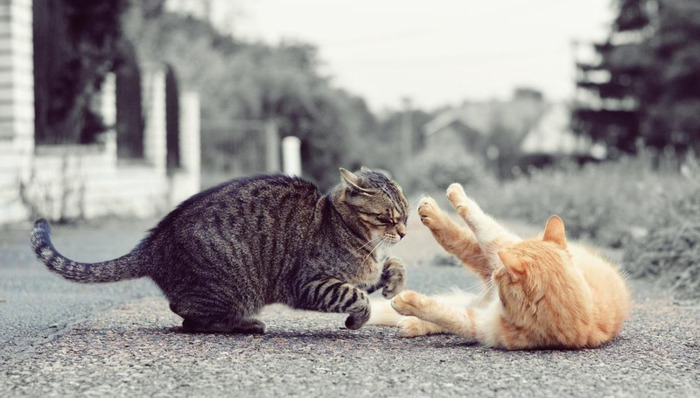 性缓文言文翻译注释【性缓小古文原文朗读】