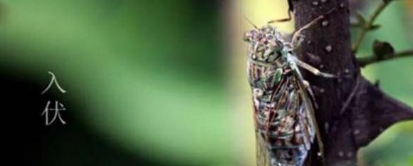 2019年三伏天具体时间几点几分【2019年三伏天时间表都有几天】