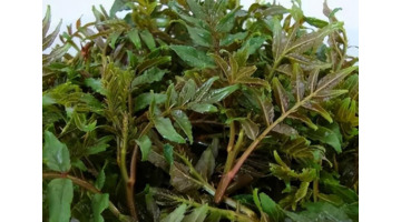 木乐镇【木乐芽野菜】