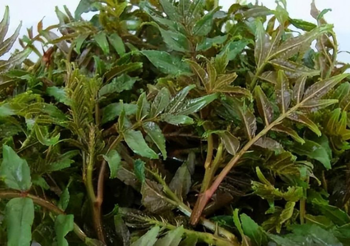 木乐镇【木乐芽野菜】