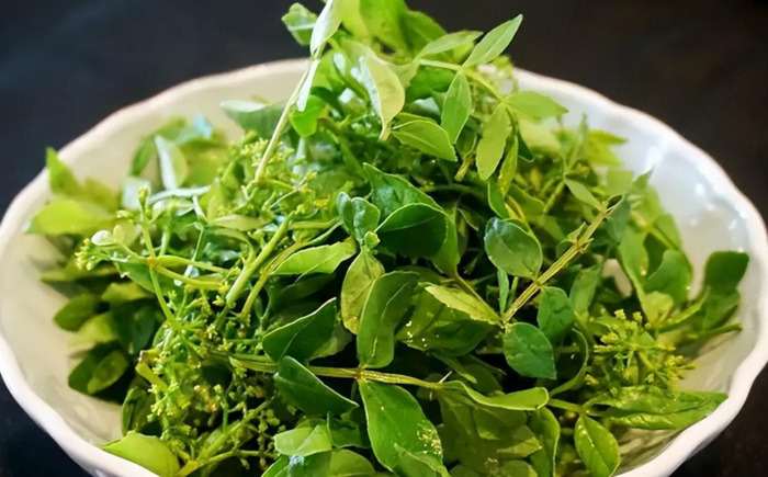 木乐镇【木乐芽野菜】